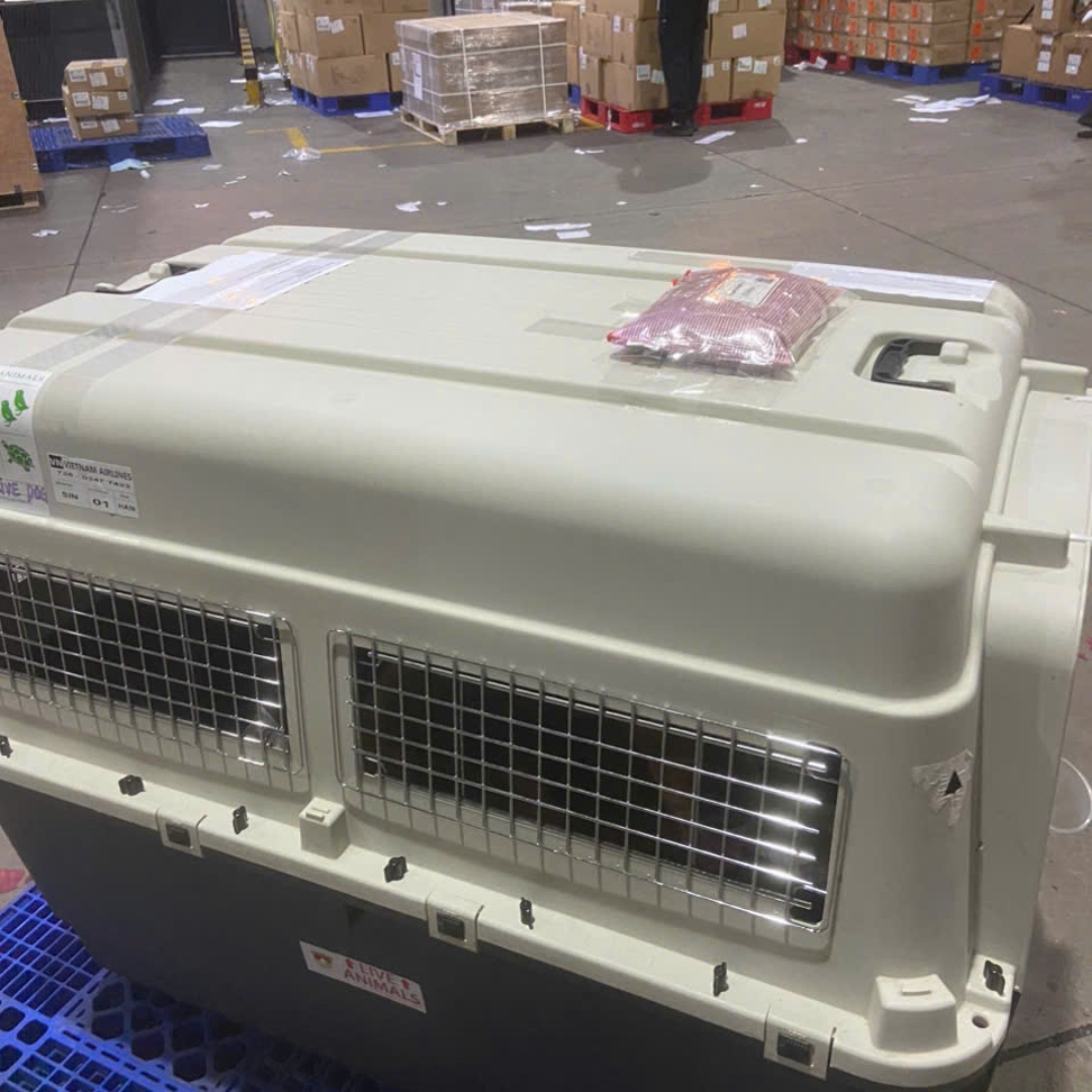 Thú cưng được vận chuyển bởi Ship24hvn
