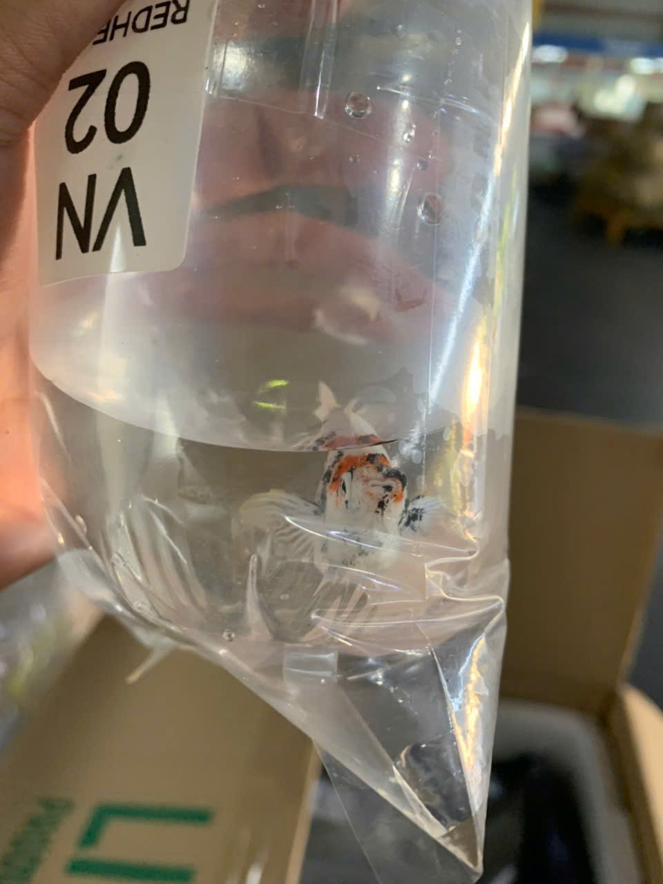 Hình minh họa cách đóng gói cá cảnh