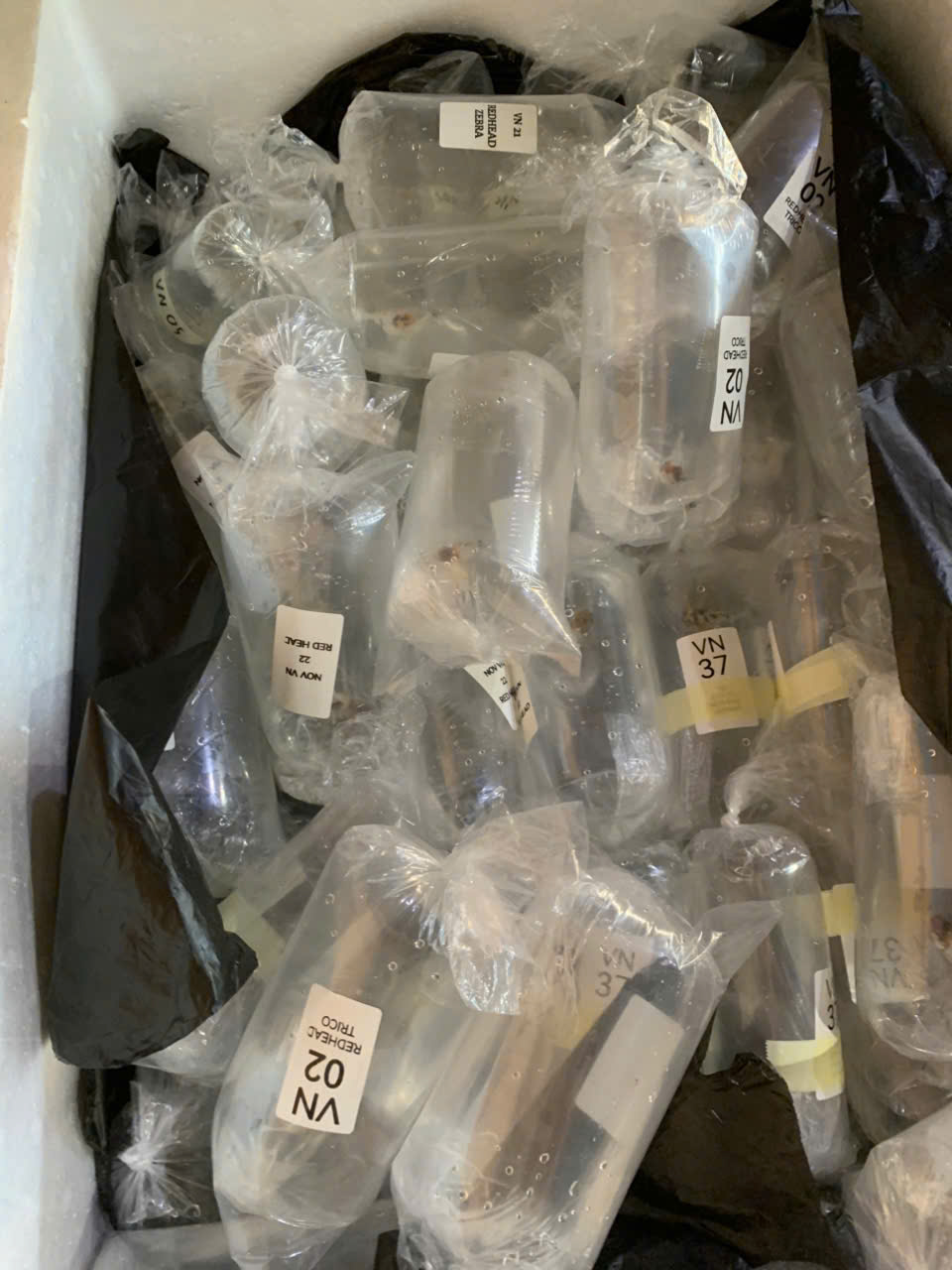 Đóng gói cá cảnh nhập khẩu